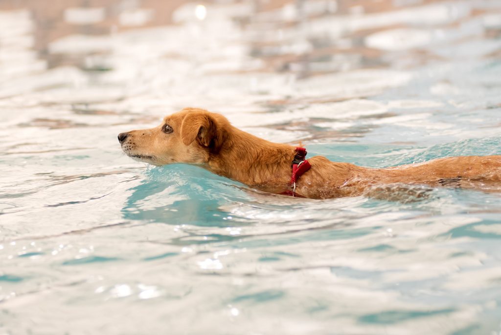 perros en piscina